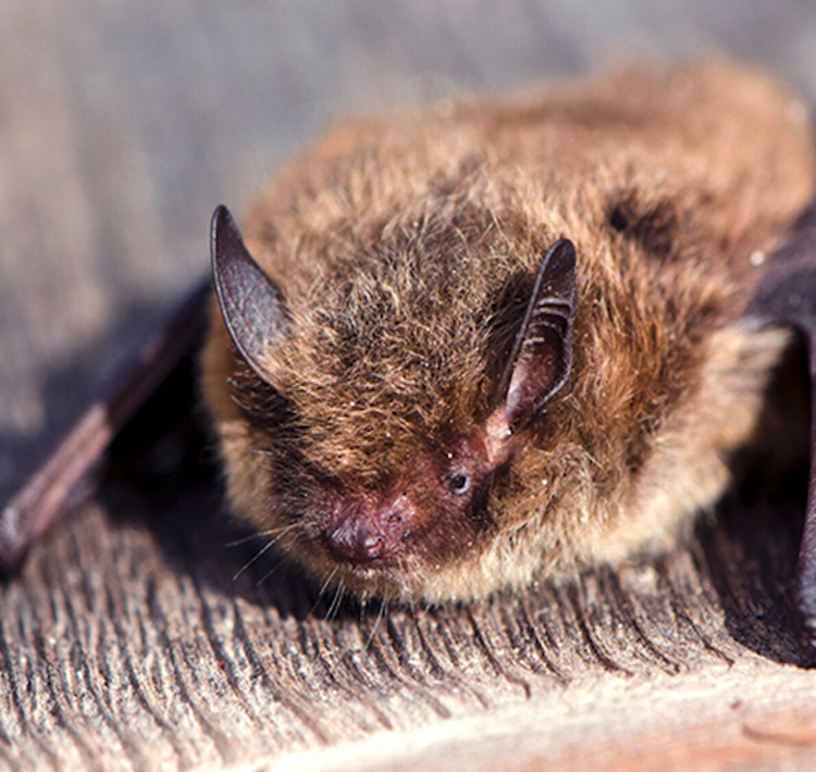 onderozoeker natuurtoets met cameraval 